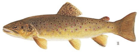 Salmo trutta