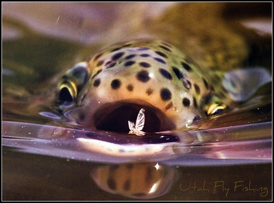 Trucha en superficie!