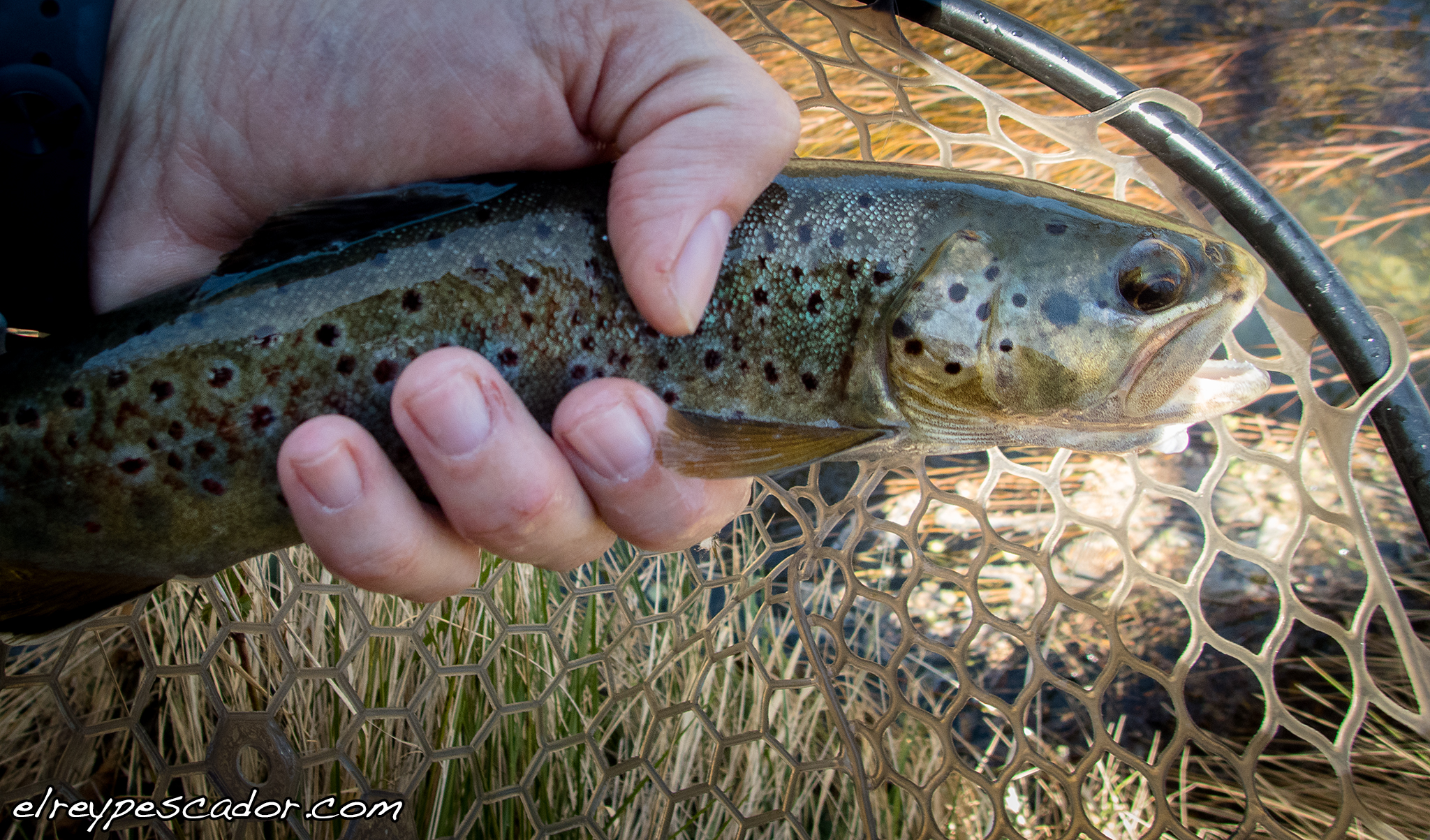 La primera trucha del 2017