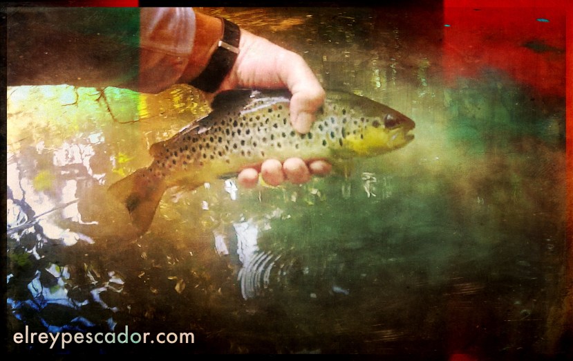 Trucha del río Dulce / Trout from the "Dulce" River